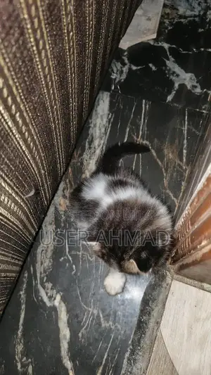 Photo - Persion Male Dog with Black, White, and Brown Coat
