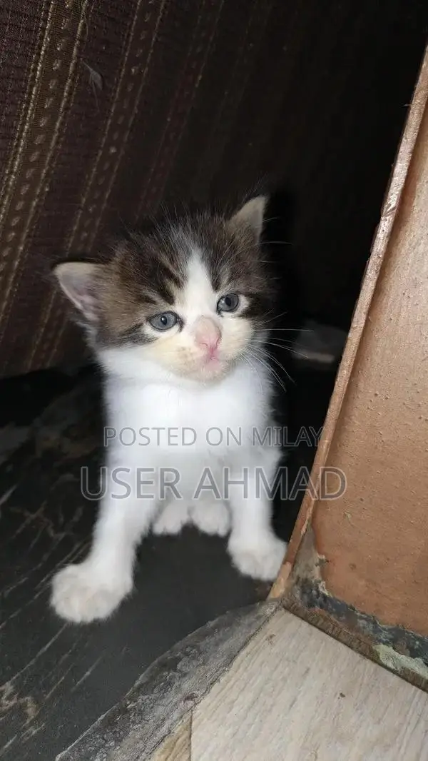Persion Male Dog with Black, White, and Brown Coat