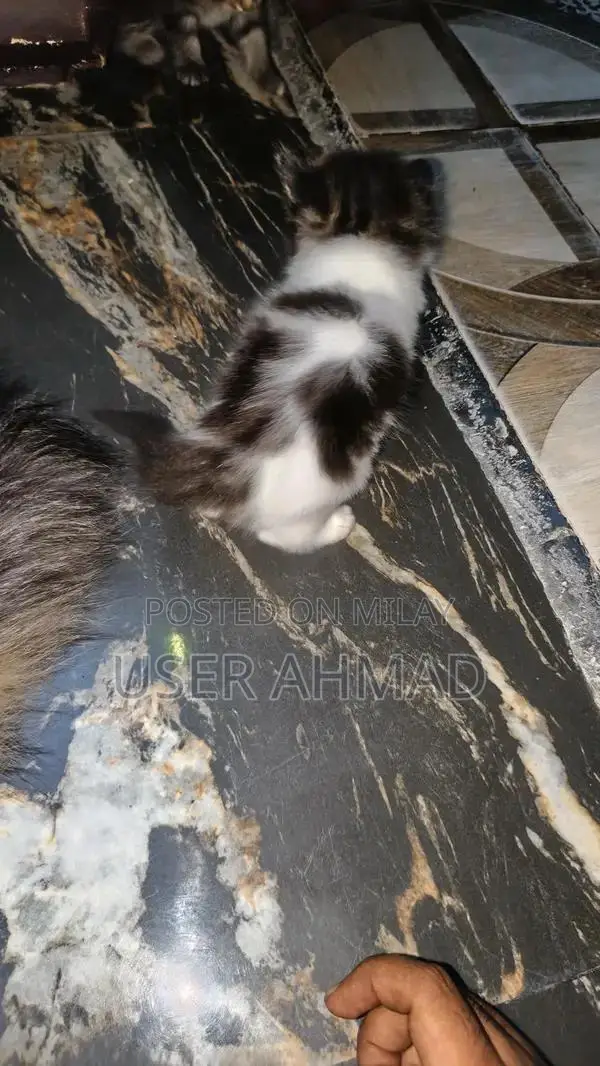 Persion Male Dog with Black, White, and Brown Coat