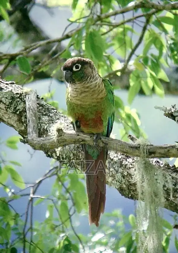 Green Conure Parrot Pair with Unique DNA Characteristics