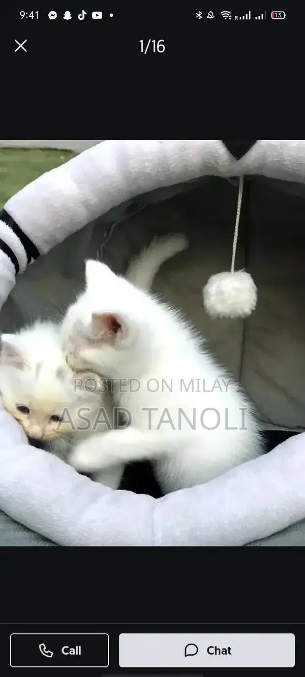 Beautiful Female Cat - 1 Year Old, Vaccinated and Healthy