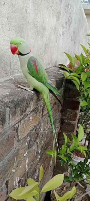 Photo - Tamed Male Talking Parrot - Young, Vocal, and Trainable