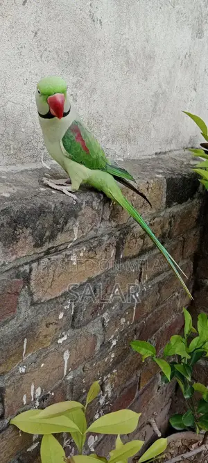 Tamed Male Talking Parrot - Young, Vocal, and Trainable
