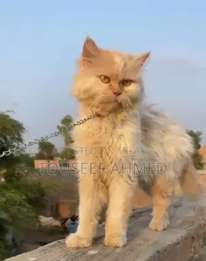 Photo - Punch Face Persian Cat - Female, 5-6 Months Old