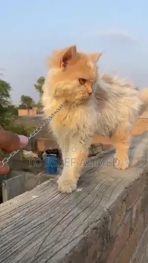 Punch Face Persian Cat - Female, 5-6 Months Old