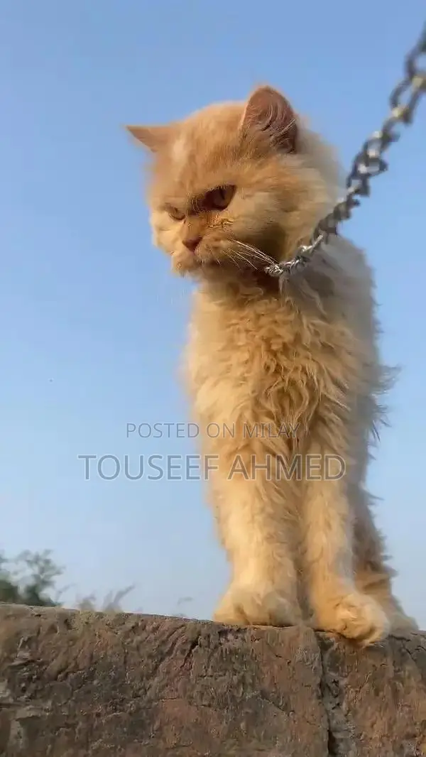 Punch Face Persian Cat - Female, 5-6 Months Old