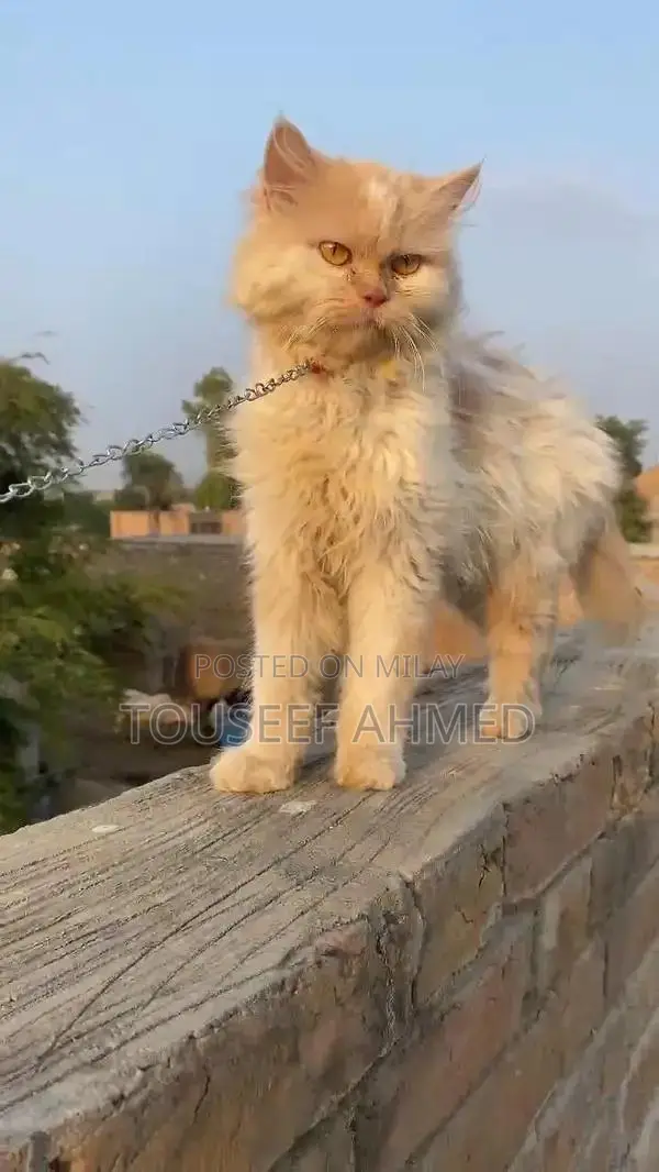 Punch Face Persian Cat - Female, 5-6 Months Old