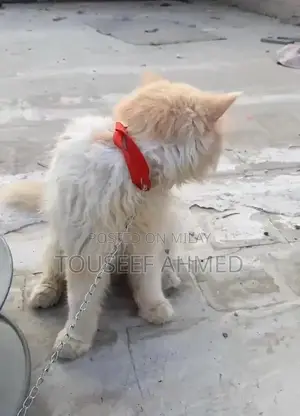 Punch Face Persian Cat - Female, 5-6 Months Old