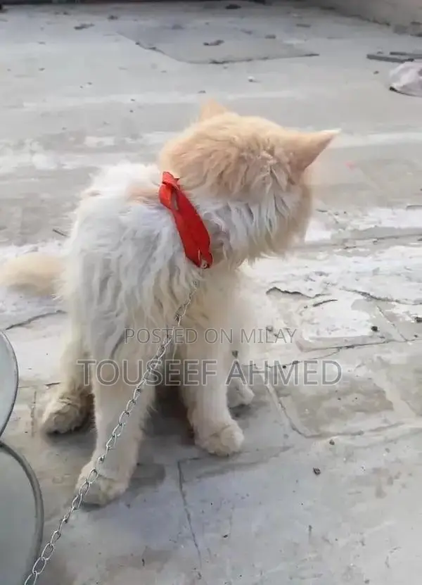 Punch Face Persian Cat - Female, 5-6 Months Old