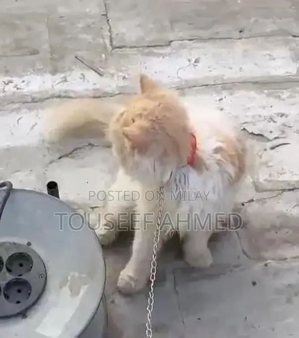 Punch Face Persian Cat - Female, 5-6 Months Old