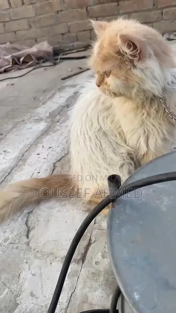 Punch Face Persian Cat - Female, 5-6 Months Old