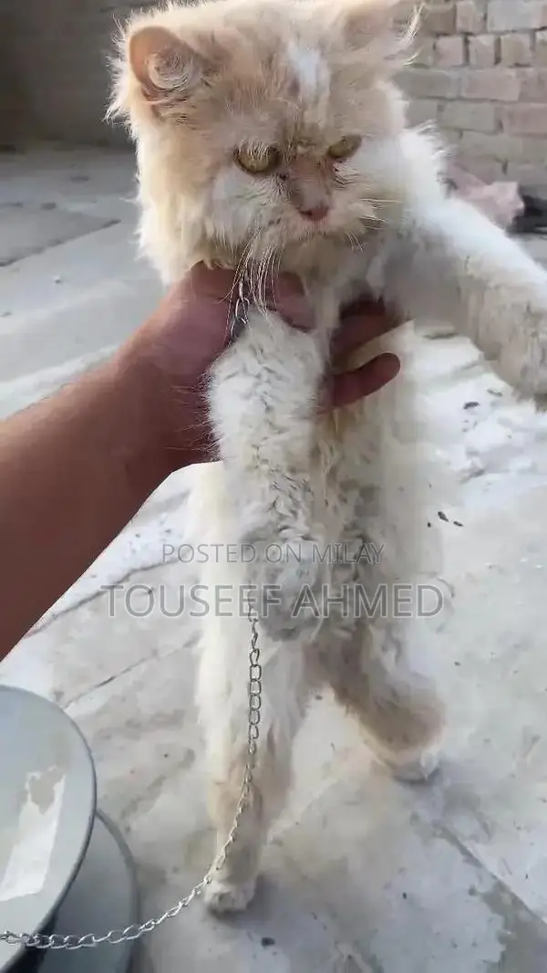 Punch Face Persian Cat - Female, 5-6 Months Old