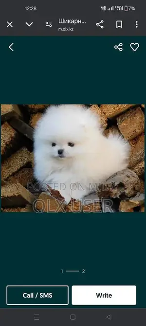 Photo - Pomeranian Puppy - Purebred Russian Import Companion Dog
