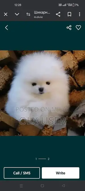 Pomeranian Puppy - Purebred Russian Import Companion Dog