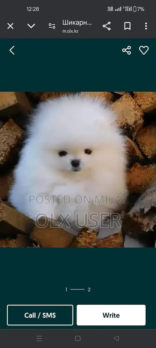 Pomeranian Puppy - Purebred Russian Import Companion Dog