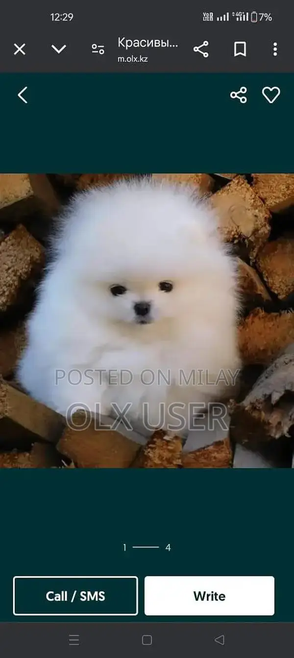 Pomeranian Puppy - Purebred Russian Import Companion Dog