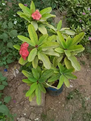 Photo - Fresh Home Grown Nursery Plants - Healthy Garden Seedlings