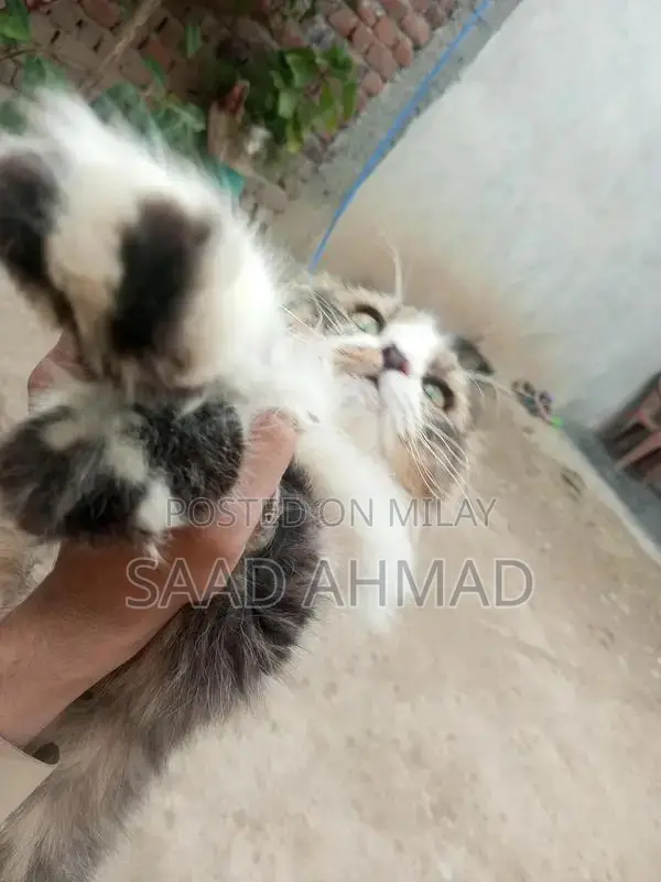 Purebred Male Persian Cat - Black and White Double Coat