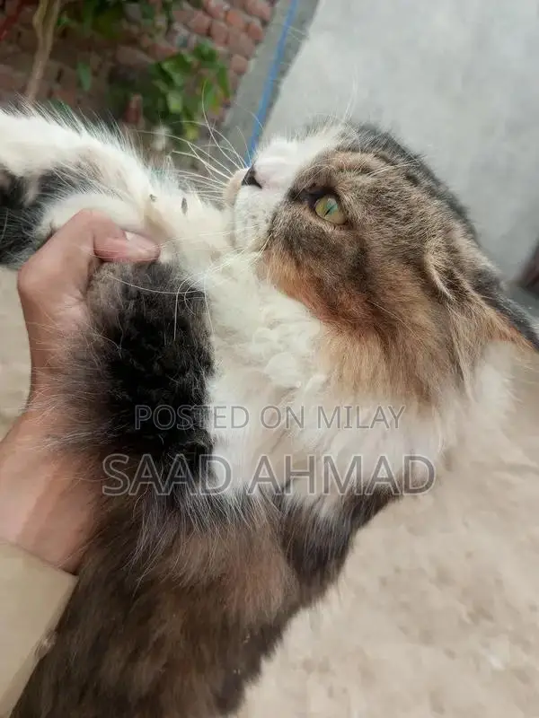 Purebred Male Persian Cat - Black and White Double Coat