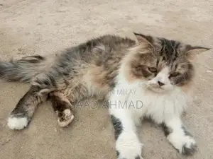 Purebred Male Persian Cat - Black and White Double Coat