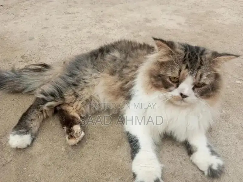 Purebred Male Persian Cat - Black and White Double Coat