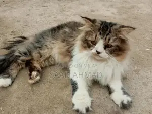 Purebred Male Persian Cat - Black and White Double Coat