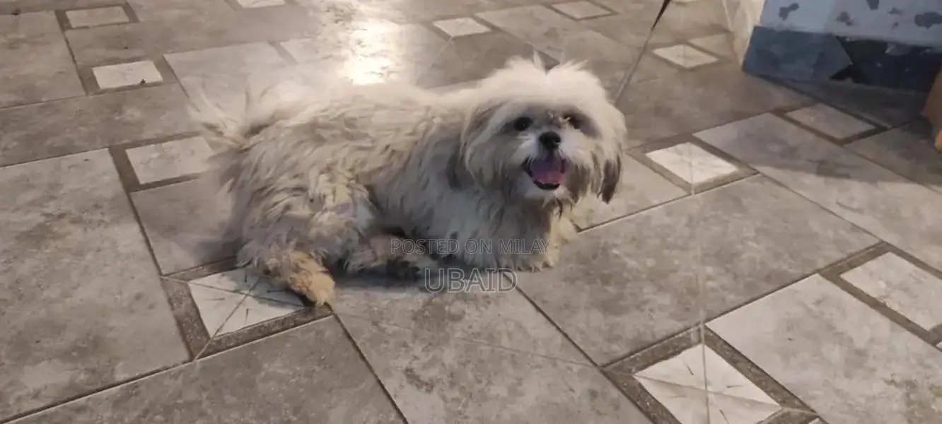 Shih Tzu Adult Male Dog - Well-Trained Companion