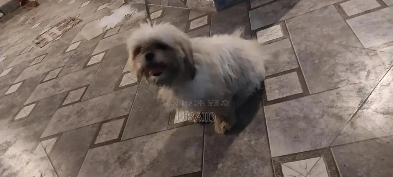 Shih Tzu Adult Male Dog - Well-Trained Companion