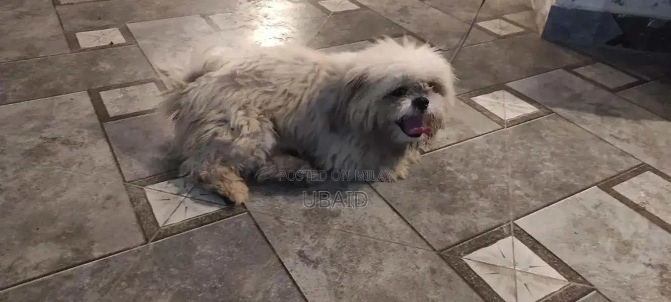 Shih Tzu Adult Male Dog - Well-Trained Companion
