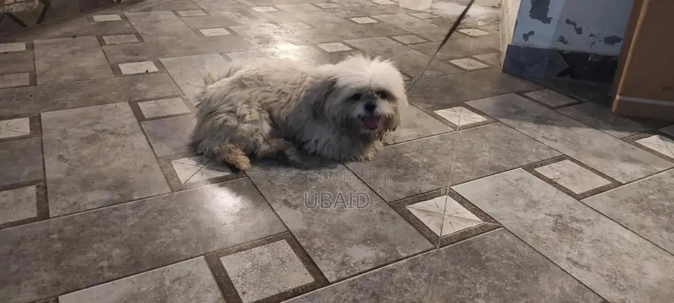 Shih Tzu Adult Male Dog - Well-Trained Companion