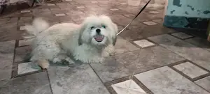 Shih Tzu Adult Male Dog - Well-Trained Companion