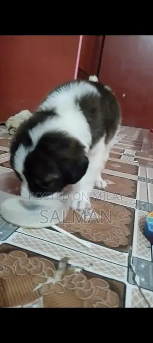 Photo - Energetic Saint Bernard Puppy - Family-Friendly Companion