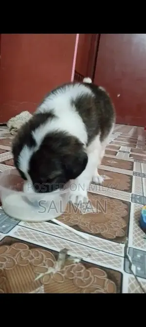 Energetic Saint Bernard Puppy - Family-Friendly Companion