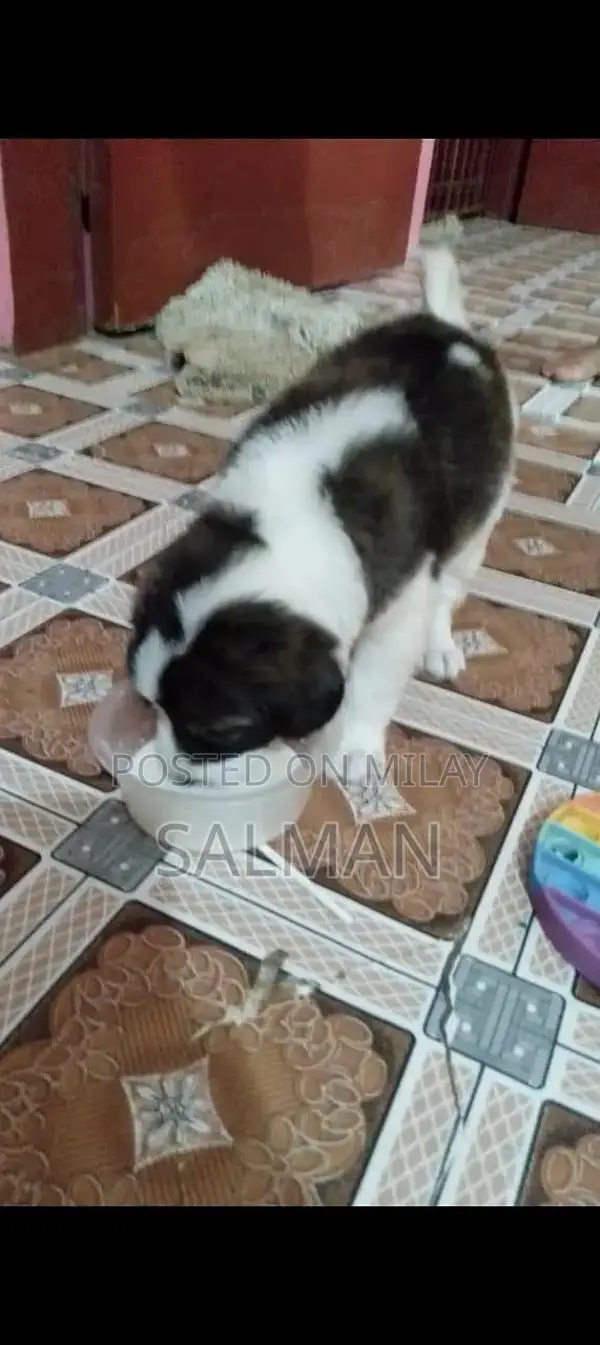 Energetic Saint Bernard Puppy - Family-Friendly Companion