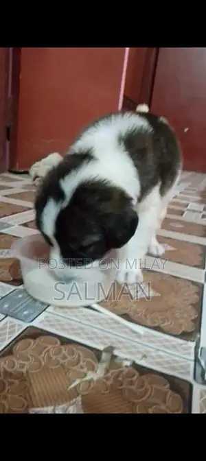 Energetic Saint Bernard Puppy - Family-Friendly Companion