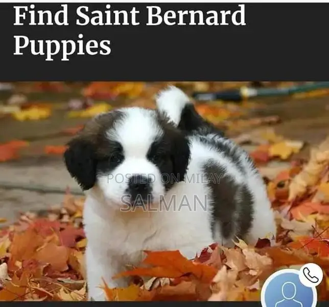Energetic Saint Bernard Puppy - Family-Friendly Companion
