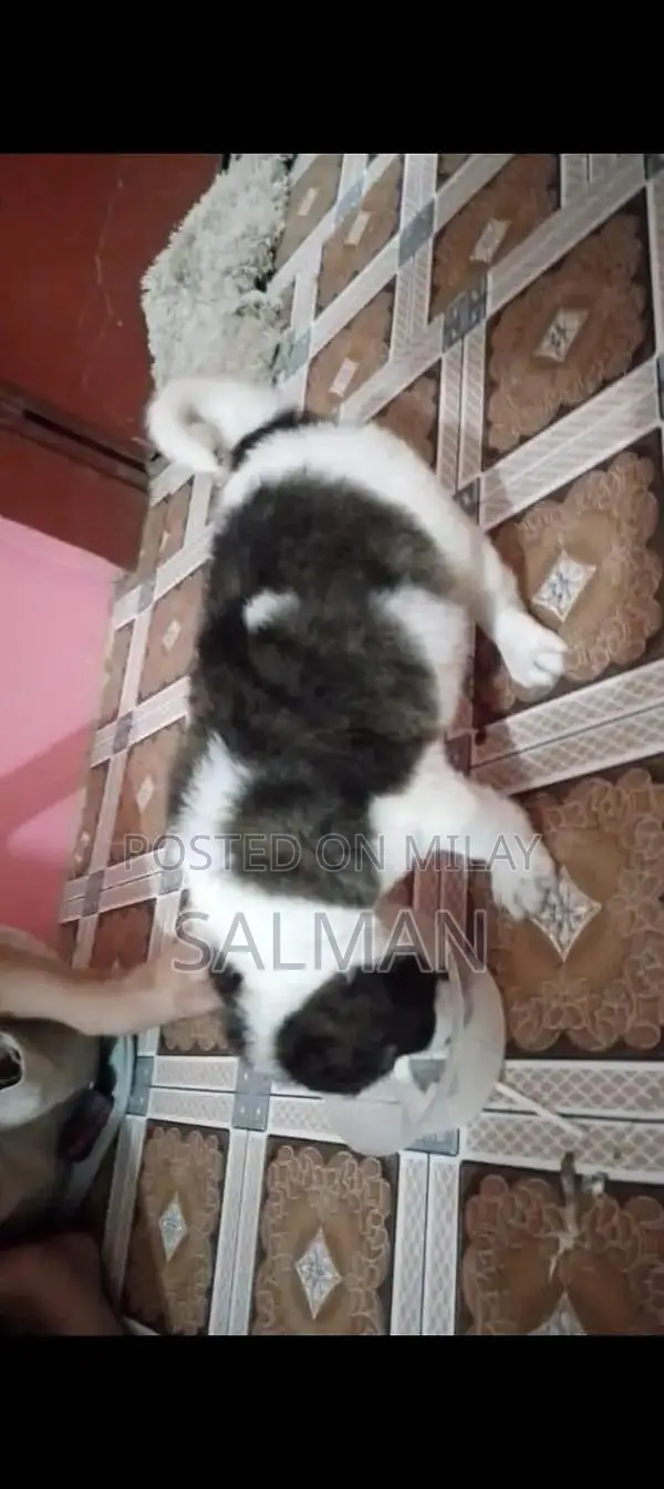 Energetic Saint Bernard Puppy - Family-Friendly Companion