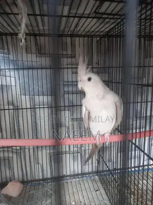 Photo - Female Cockatiel Bird - Ready for Breeding