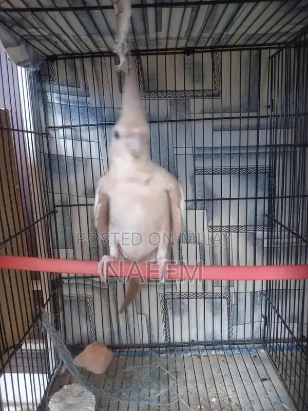 Female Cockatiel Bird - Ready for Breeding