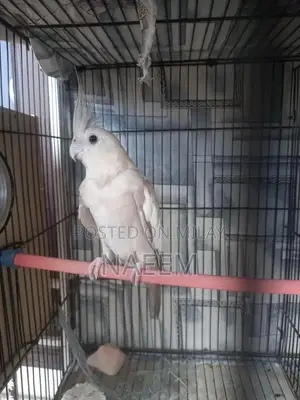 Female Cockatiel Bird - Ready for Breeding