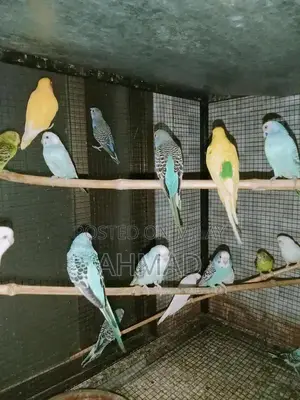 Photo - Healthy Breeding Pair of Budgies - Active and Vibrant