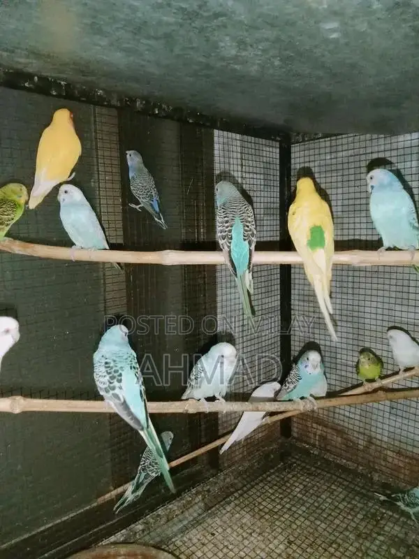 Healthy Breeding Pair of Budgies - Active and Vibrant