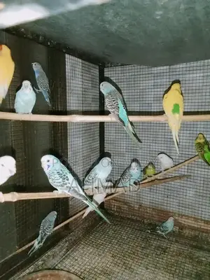 Healthy Breeding Pair of Budgies - Active and Vibrant