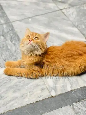 Photo - Brown Persian Kitten - Young, Playful, Sociable Cat