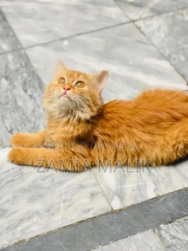 Brown Persian Kitten - Young, Playful, Sociable Cat
