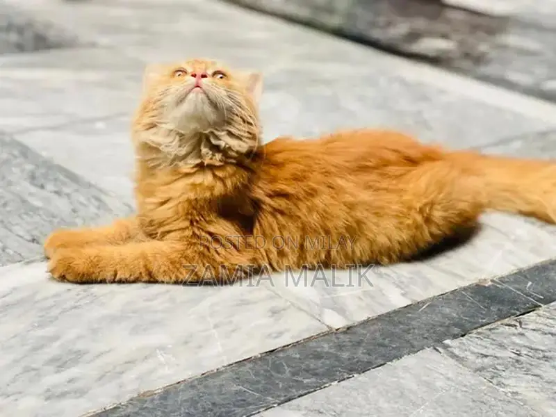 Brown Persian Kitten - Young, Playful, Sociable Cat