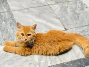 Brown Persian Kitten - Young, Playful, Sociable Cat