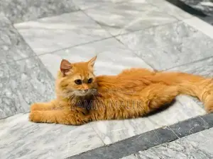 Brown Persian Kitten - Young, Playful, Sociable Cat