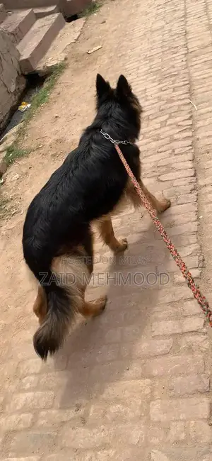 Photo - German Shepherd Black Mask Puppy - Exceptional Quality Companion