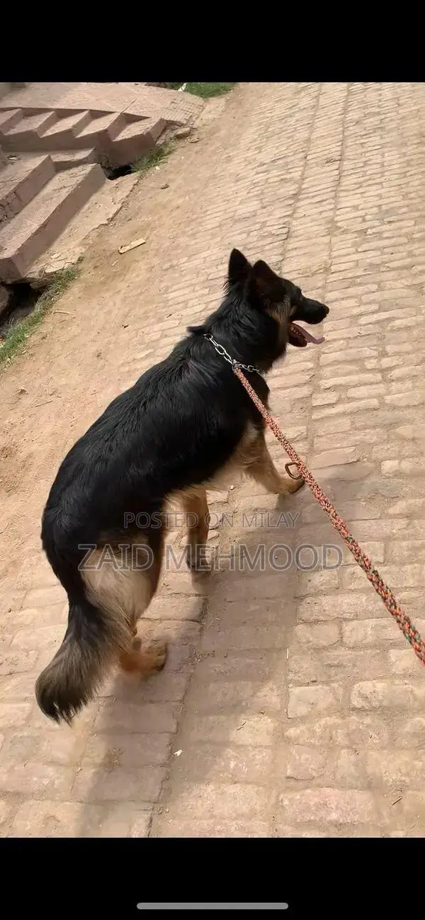 German Shepherd Black Mask Puppy - Exceptional Quality Companion